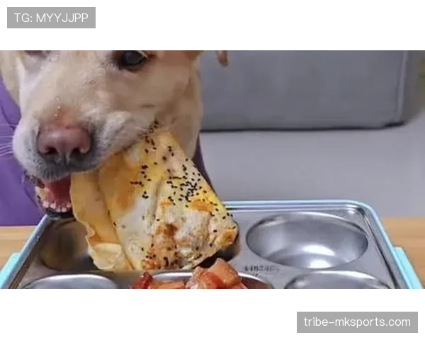 拉菲尼亚家的狗吃的都比我好